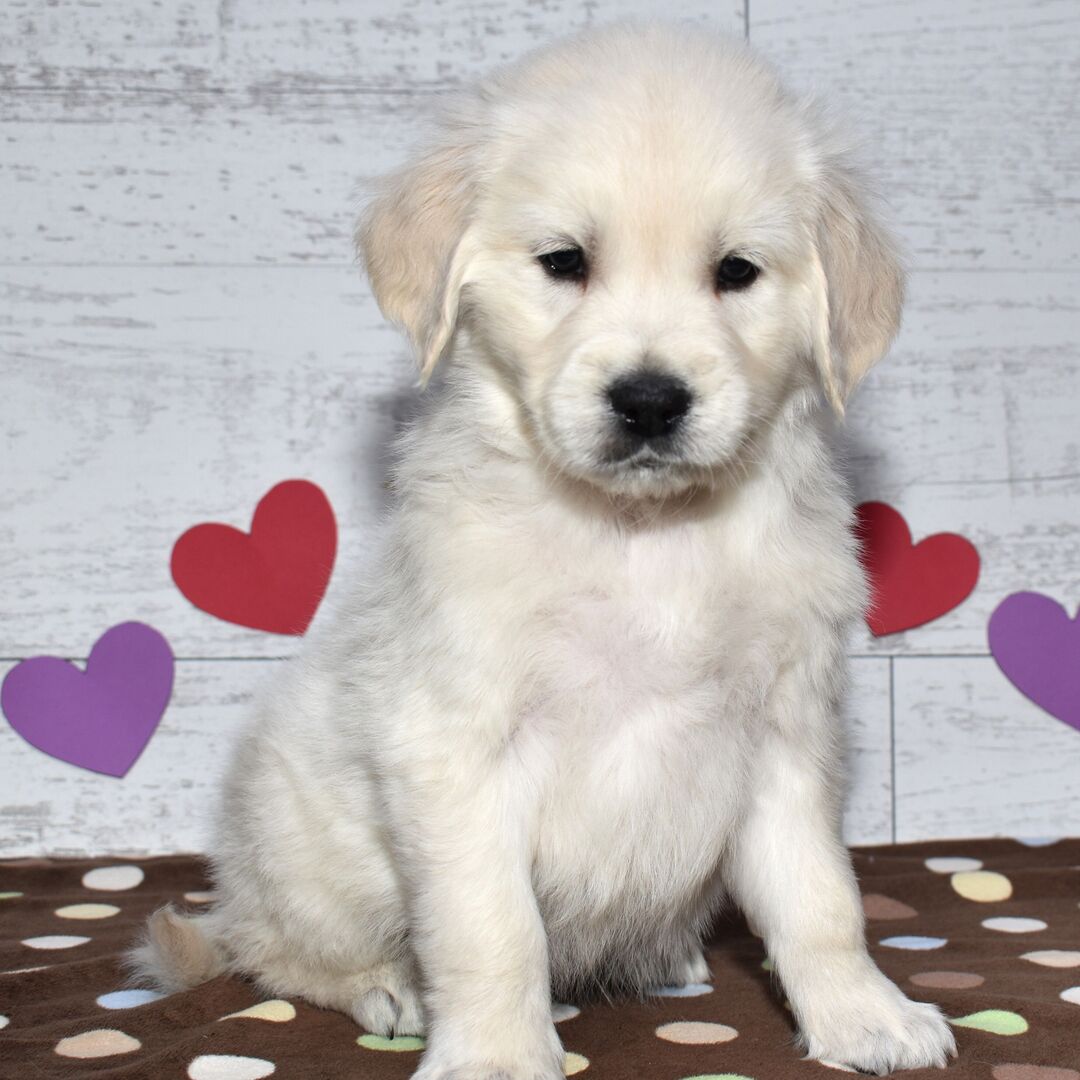 Golden Retriever Puppy- Blake