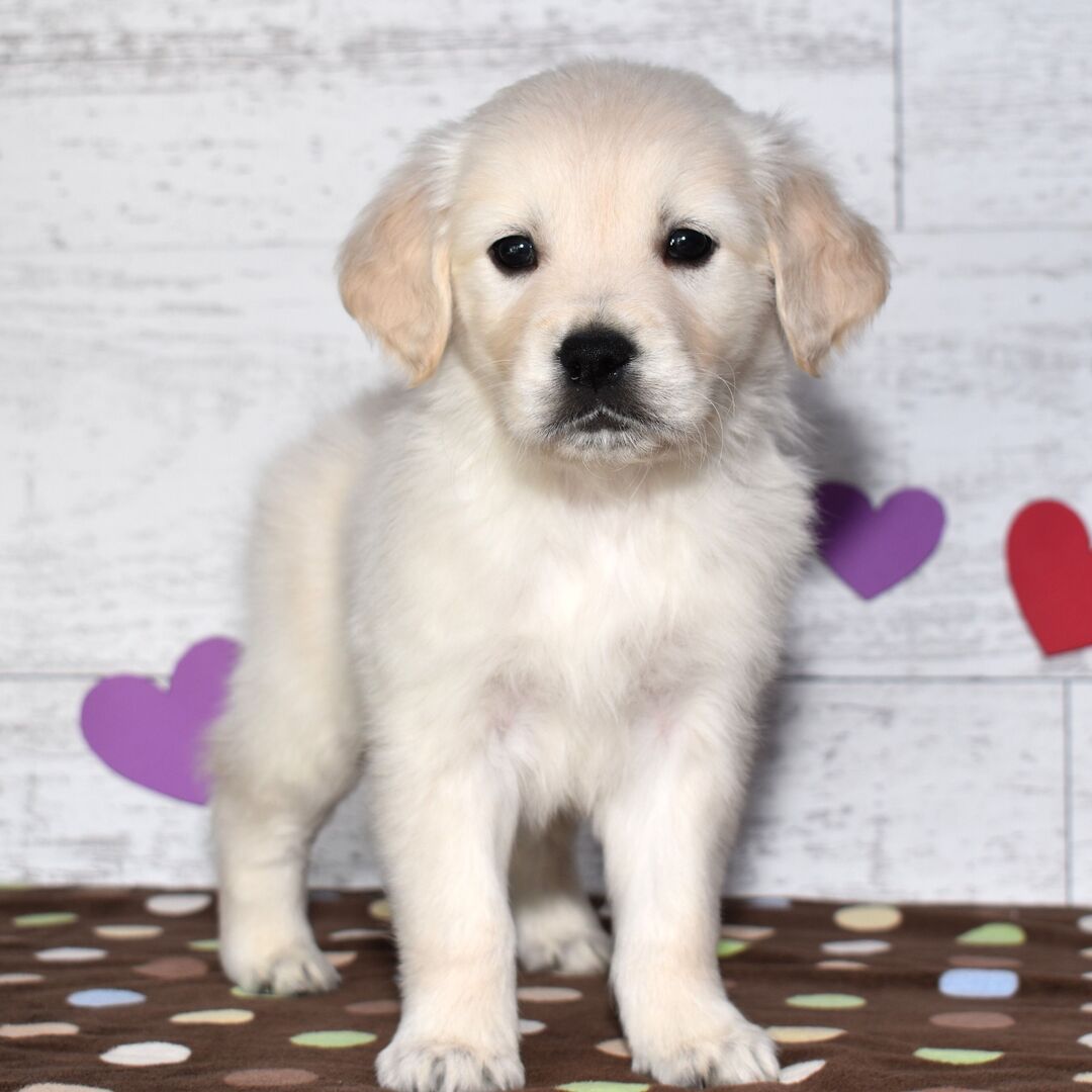 Golden Retriever Puppy- Emma