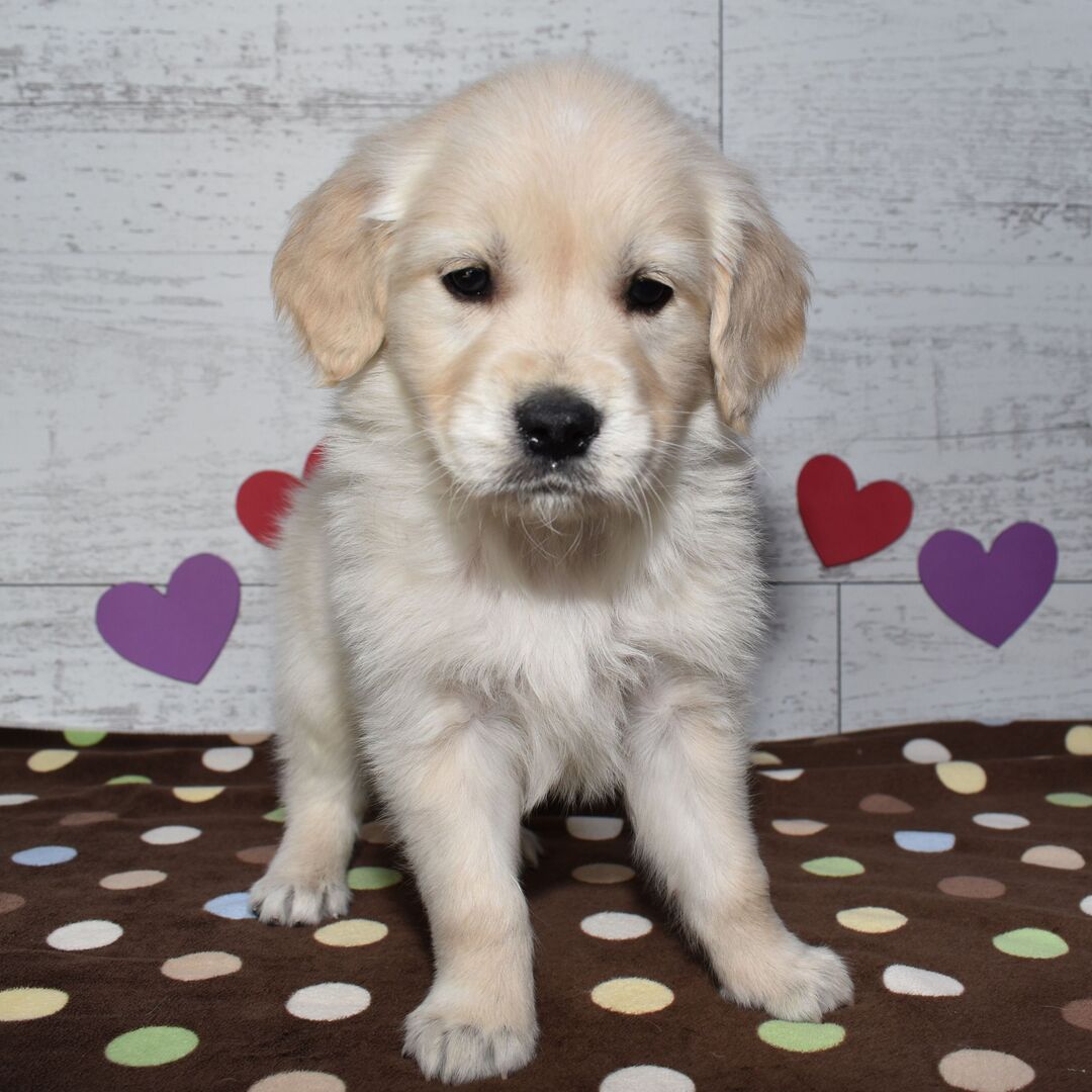 Golden Retriever Puppy- Lina