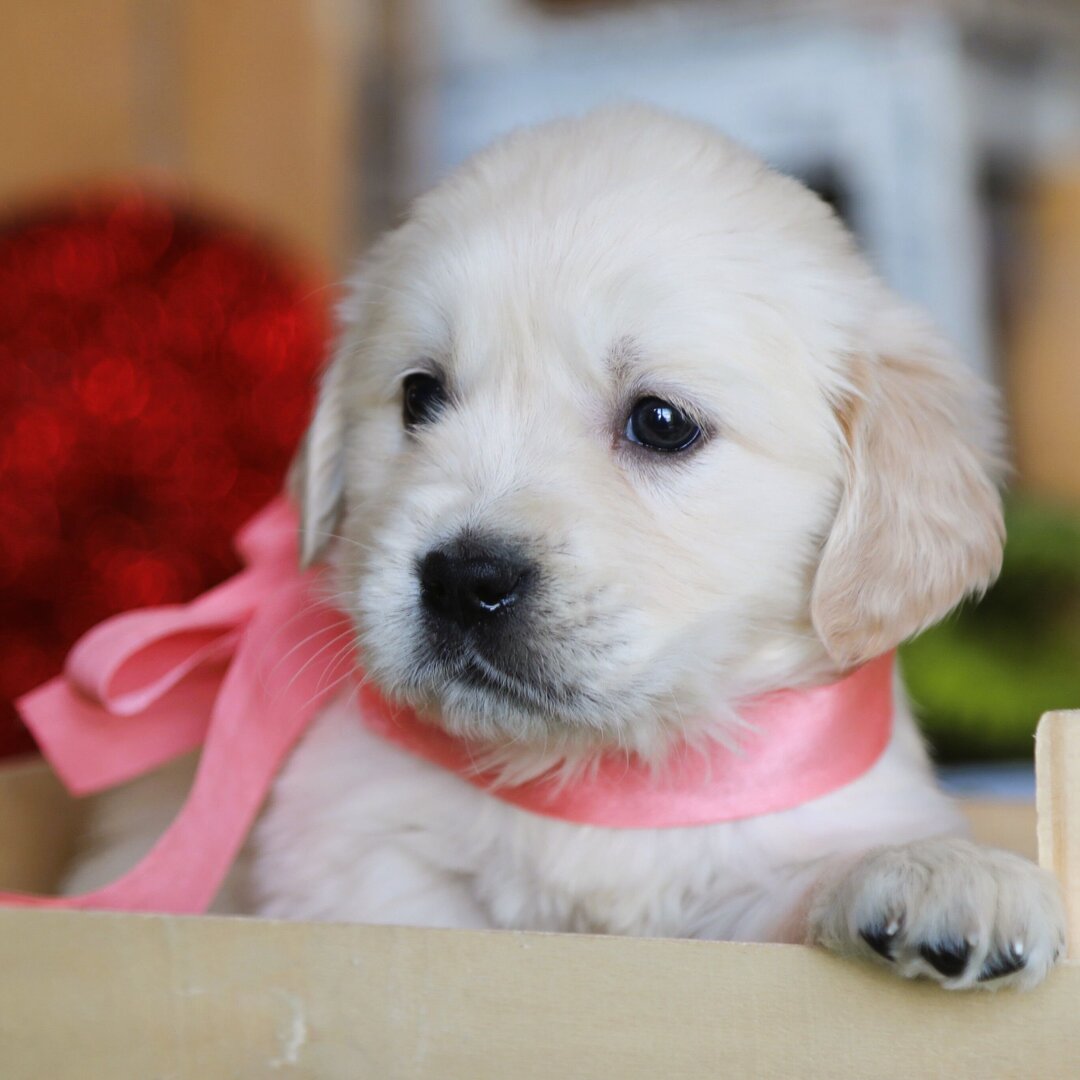 Golden Retriever Puppy- Sofia