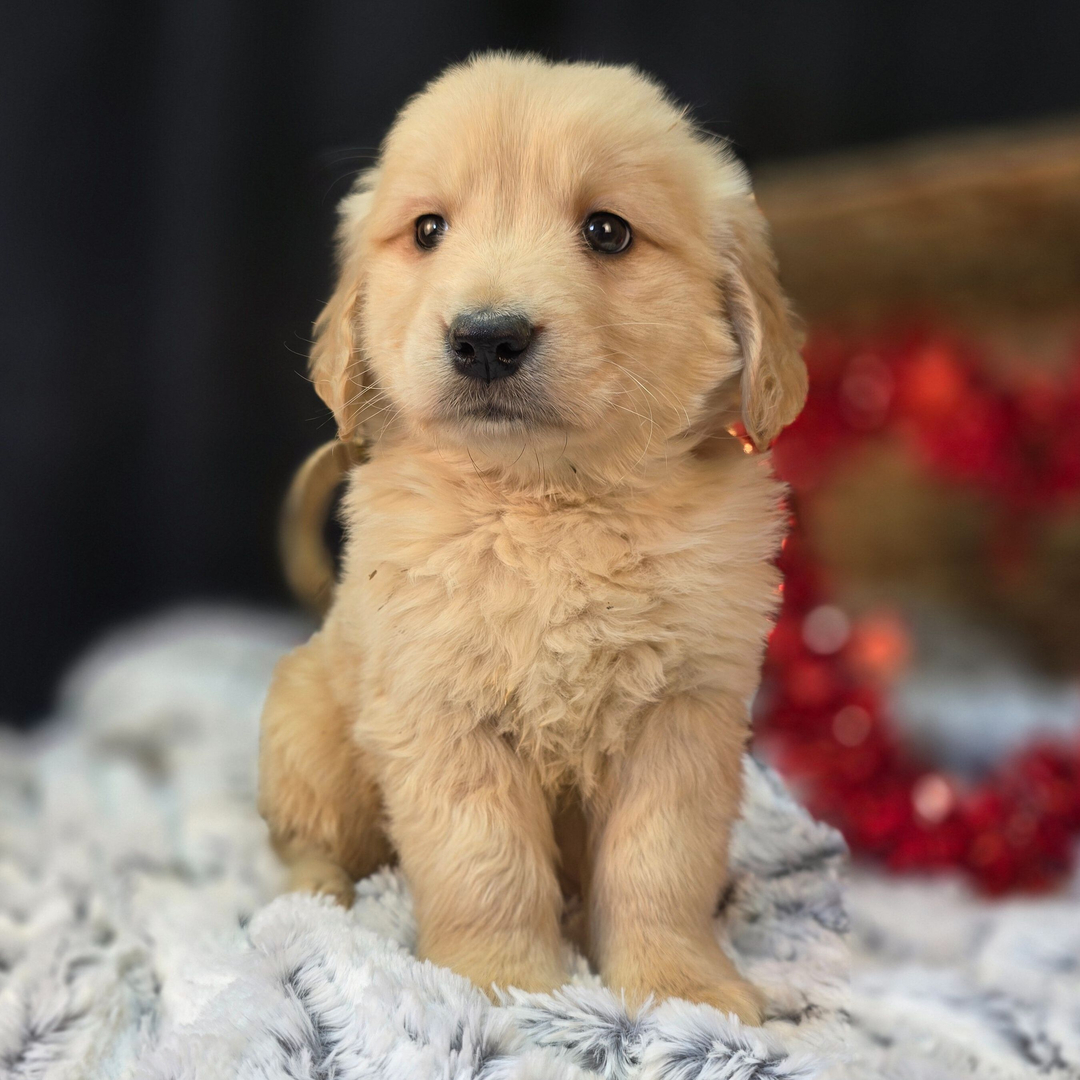 Golden Retriever Puppy- Felix