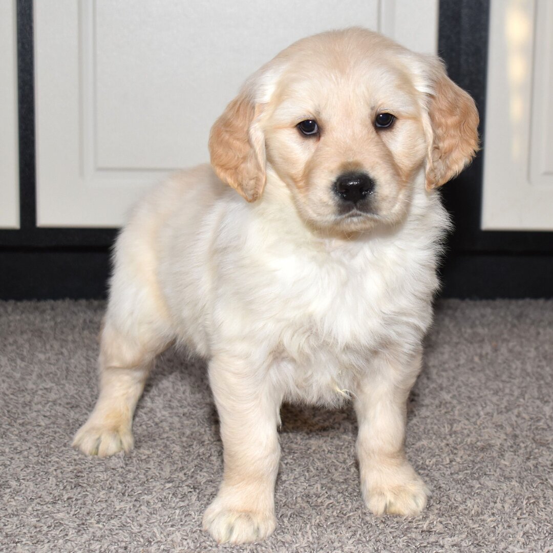 Golden Retriever Puppy- Lukas